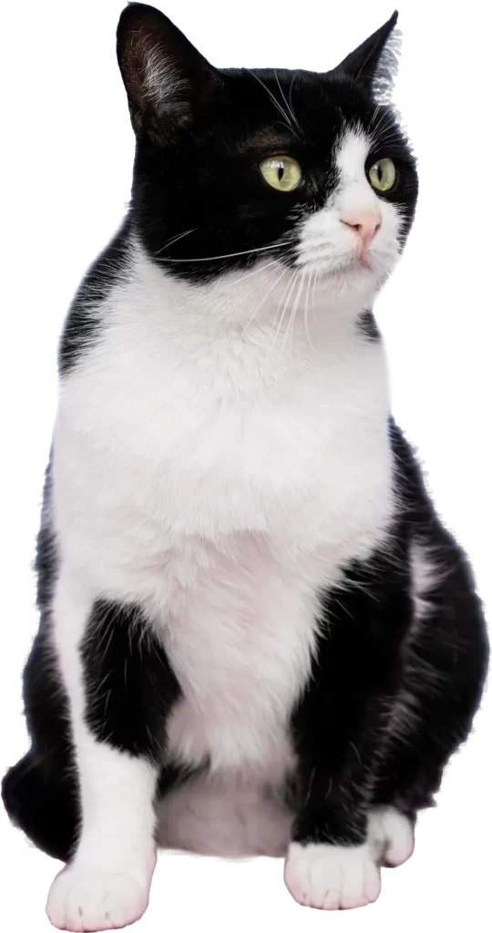 cat-pet-health-plans