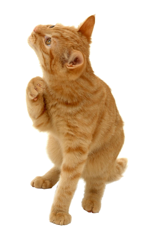 Orange tabby cat looking up with one paw raised, pet health hero image